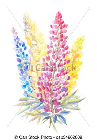 Lupine clipart #19, Download drawings