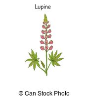 Lupine clipart #18, Download drawings
