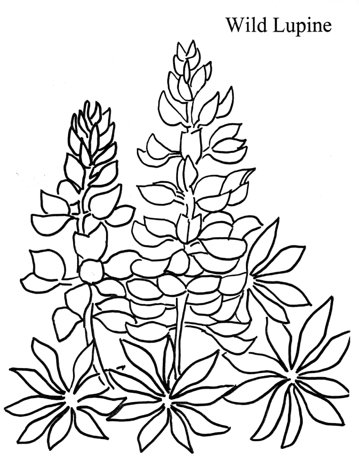 Lupine coloring #5, Download drawings