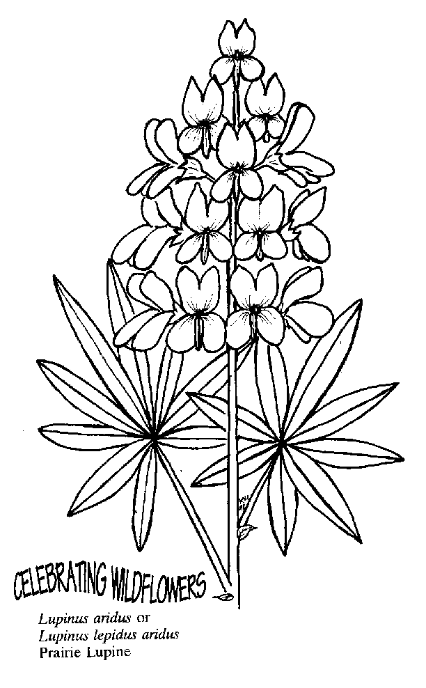 Lupine coloring #6, Download drawings