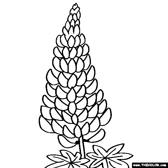 Lupine coloring #1, Download drawings