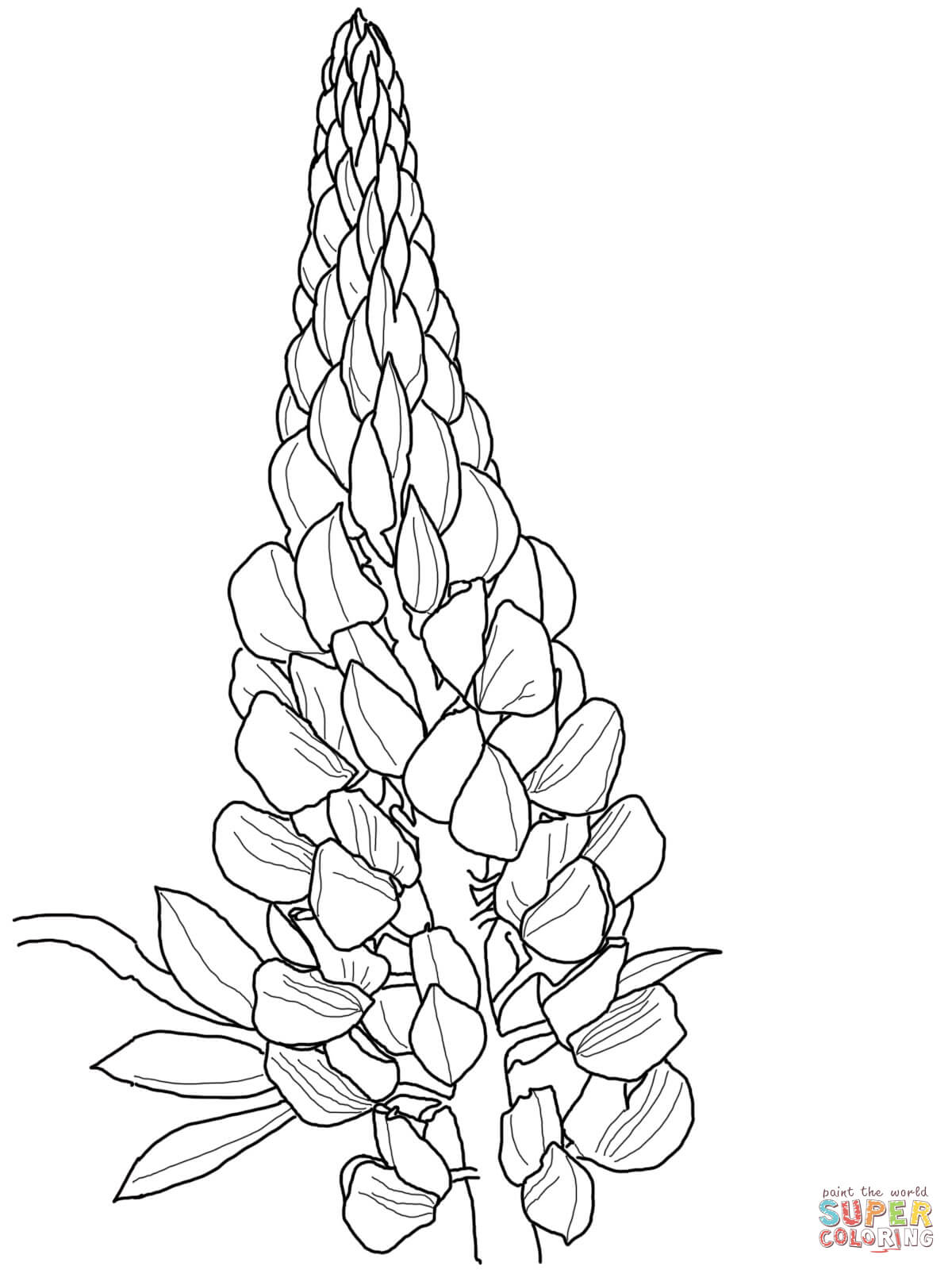 Lupine coloring #10, Download drawings