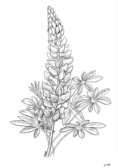 Lupine coloring #3, Download drawings