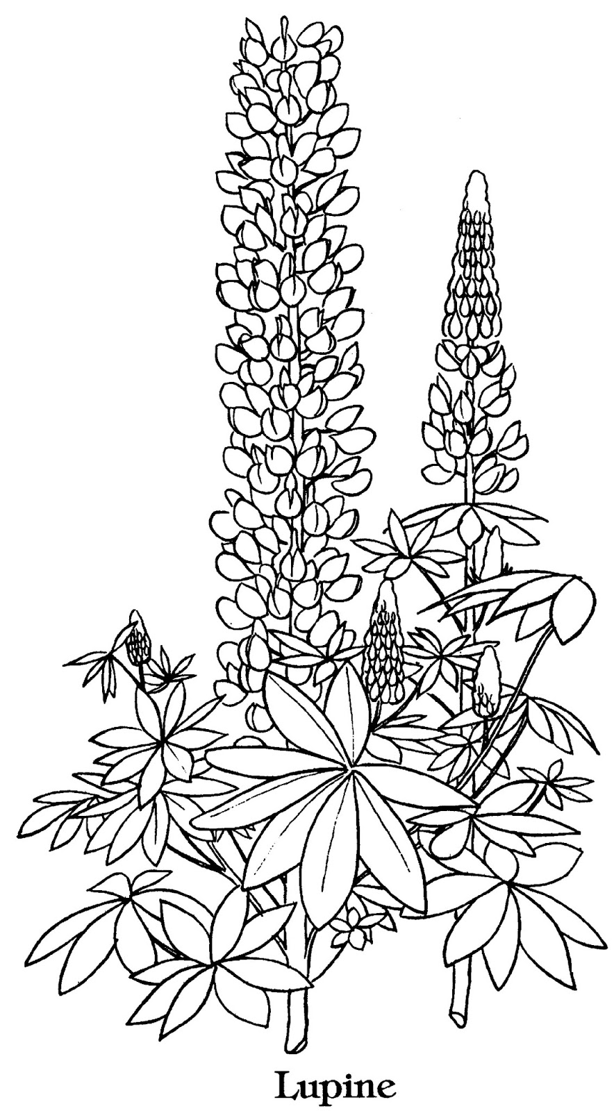 Lupine coloring #12, Download drawings