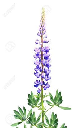 Lupine svg #6, Download drawings