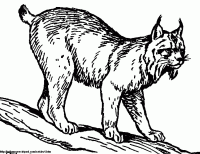 Lynx clipart #5, Download drawings