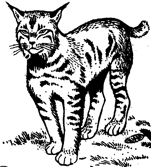 Lynx clipart #3, Download drawings