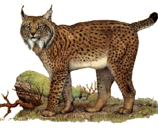Lynx clipart #8, Download drawings