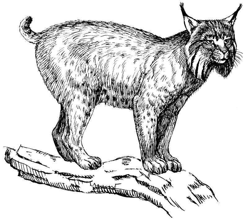 Lynx clipart #1, Download drawings