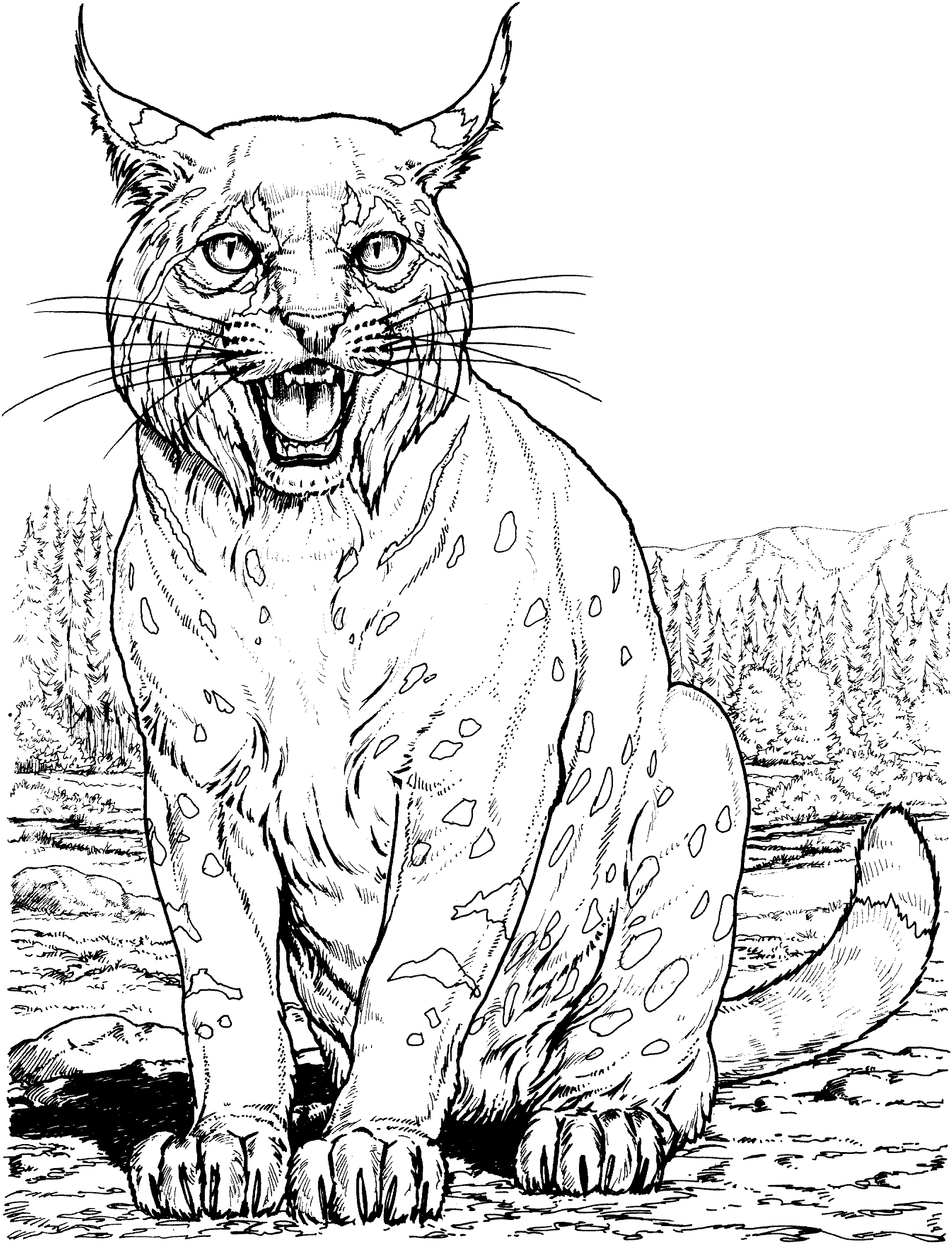 Lynx coloring #4, Download drawings