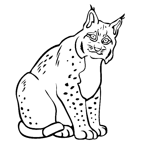 Lynx coloring #18, Download drawings