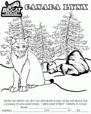 Lynx coloring #1, Download drawings