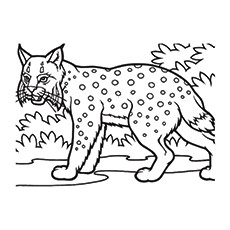 Lynx coloring #19, Download drawings