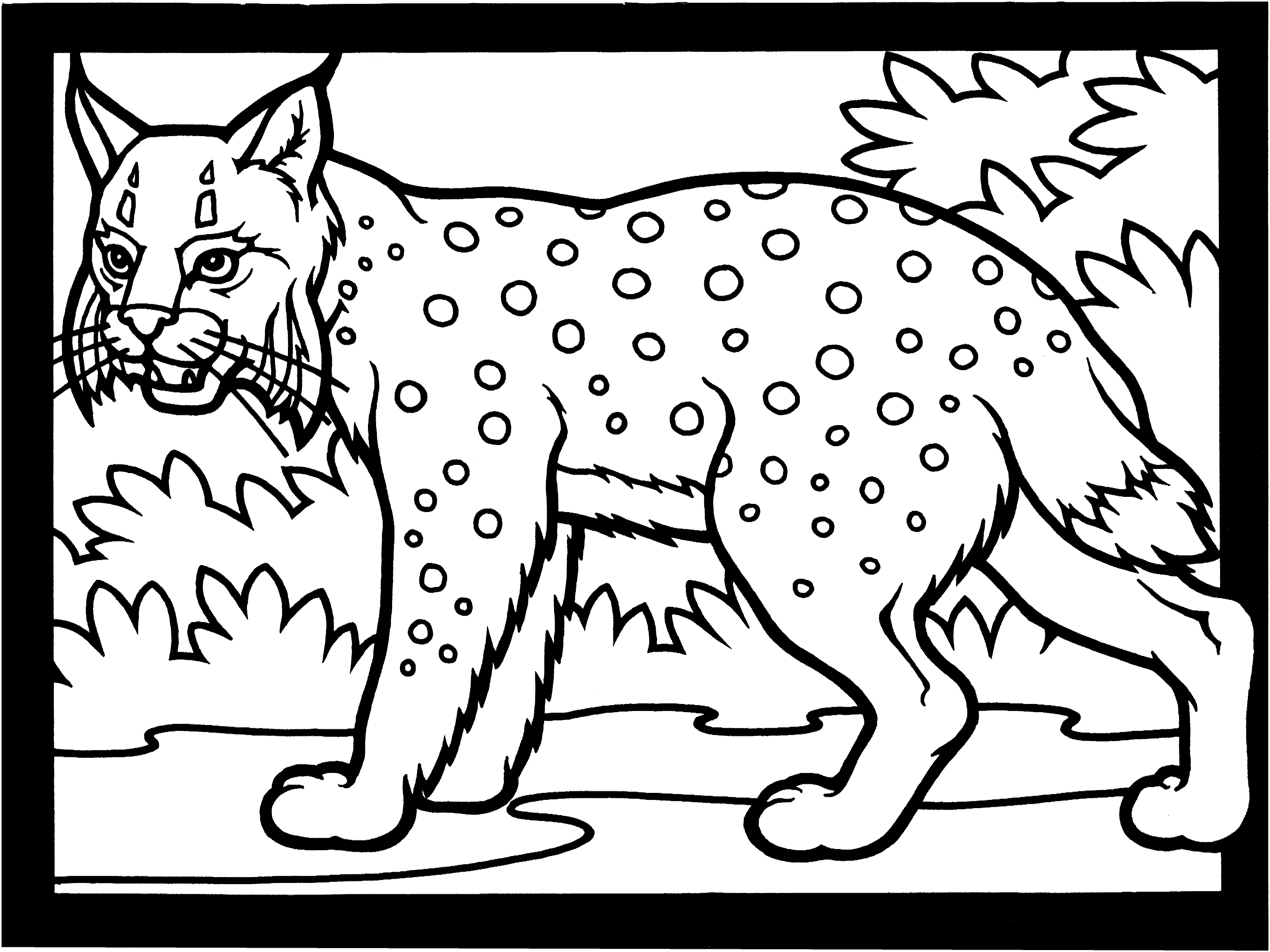 Lynx coloring #8, Download drawings