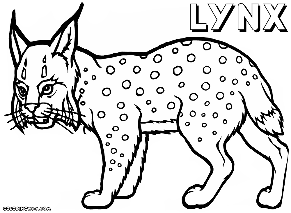 Lynx coloring #20, Download drawings