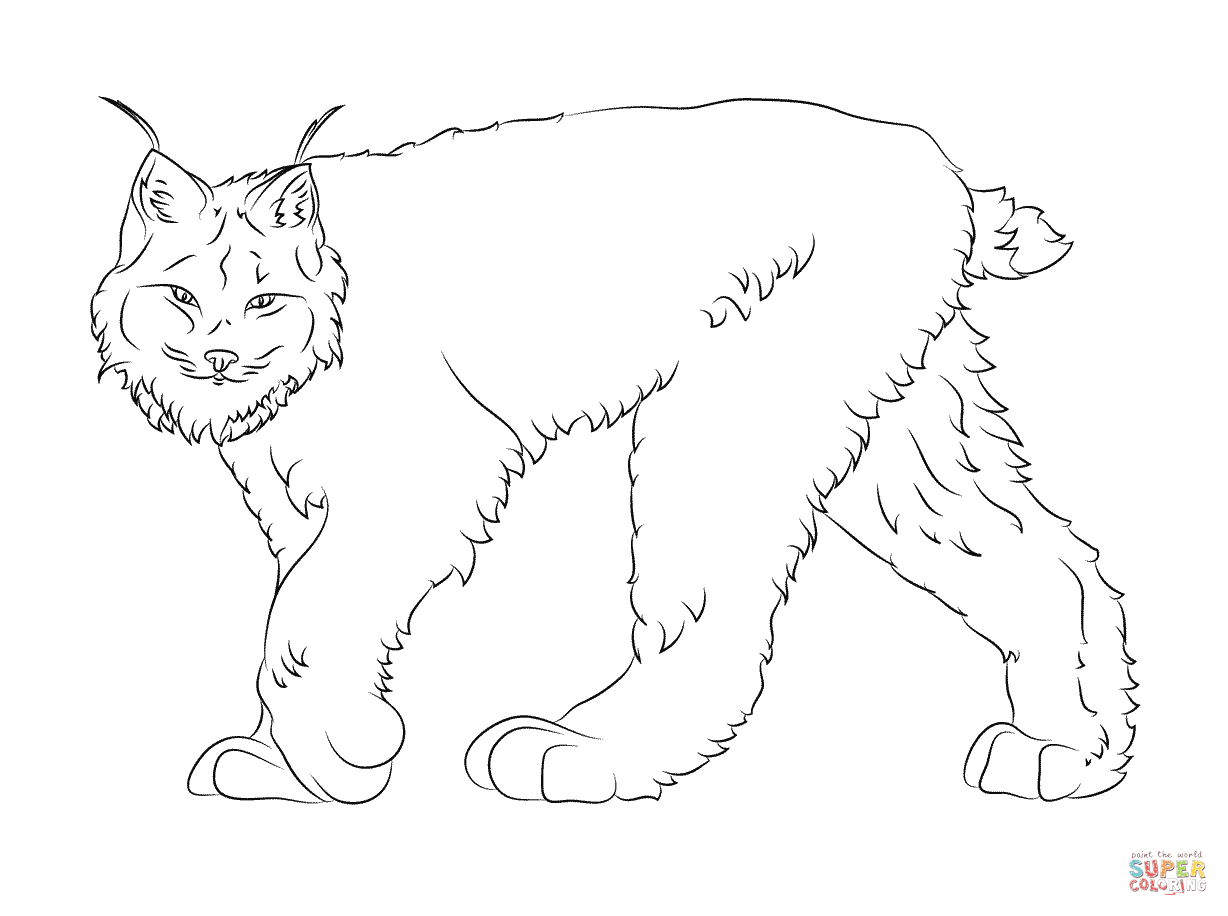 Lynx coloring #13, Download drawings