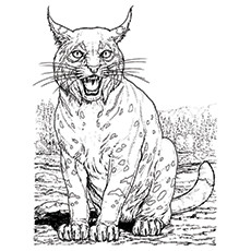 Lynx coloring #15, Download drawings