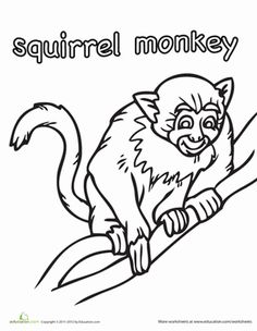 Squirrel Monkey coloring #1, Download drawings