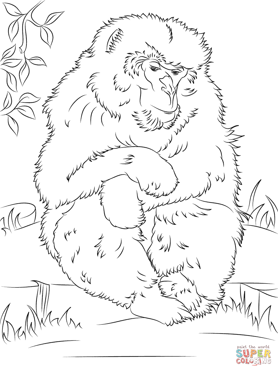 Macaque coloring #10, Download drawings