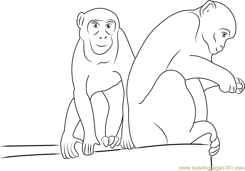 Rhesus Macaque coloring #18, Download drawings