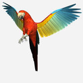 Scarlet Macaw clipart #9, Download drawings