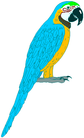 Macaw clipart #17, Download drawings