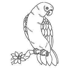 Macaw coloring #7, Download drawings