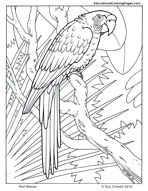 Macaw coloring #5, Download drawings