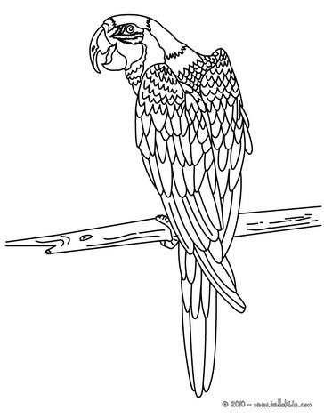 Macaw coloring #12, Download drawings