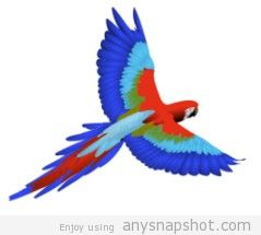 Macaw svg #16, Download drawings