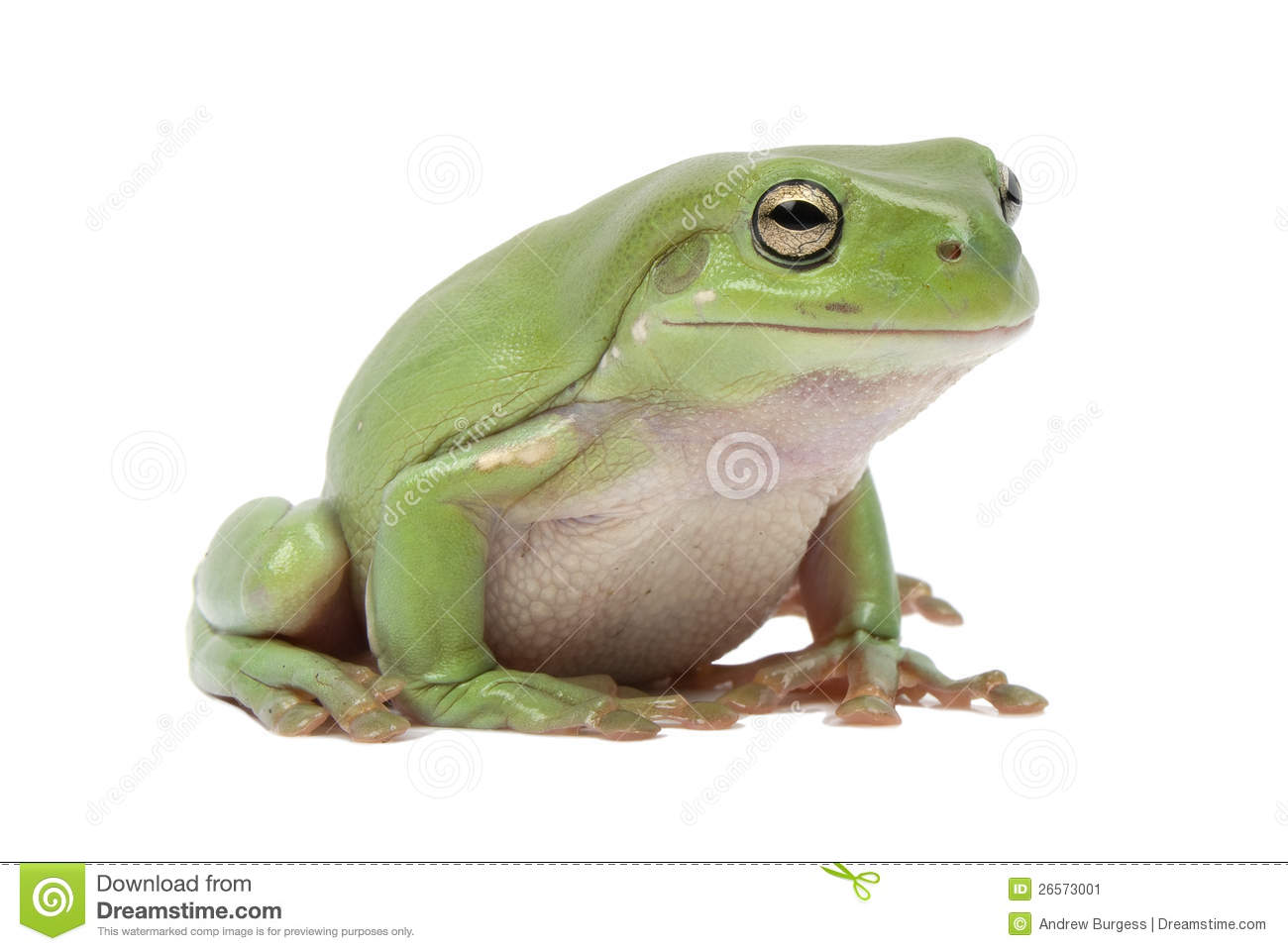 Magnificent Tree Frog clipart #4, Download drawings
