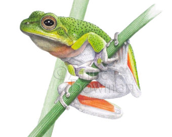 Magnificent Tree Frog svg #20, Download drawings