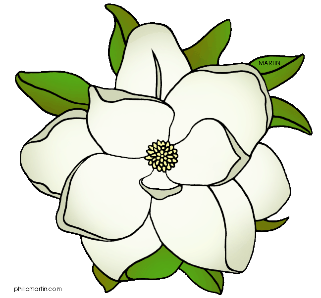 Magnolia clipart #18, Download drawings