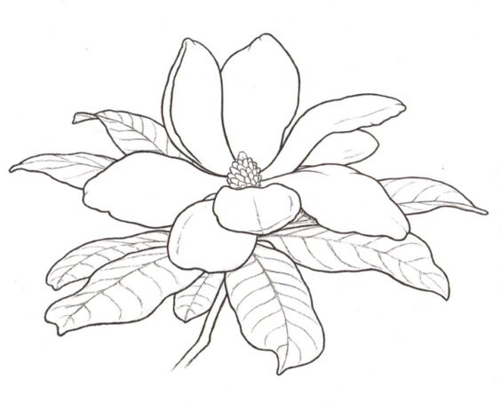 Magnolia Blossom coloring #1, Download drawings