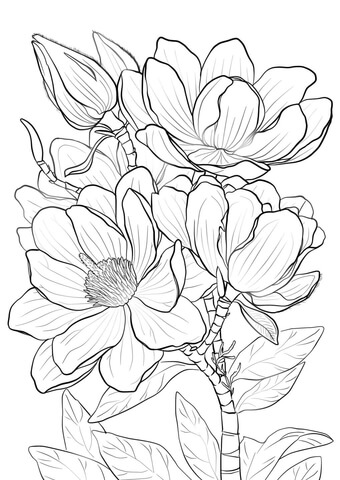 Magnolia coloring #16, Download drawings