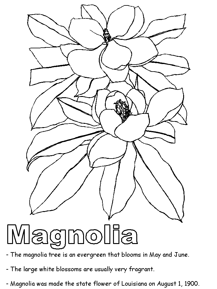 Magnolia Blossom coloring #9, Download drawings