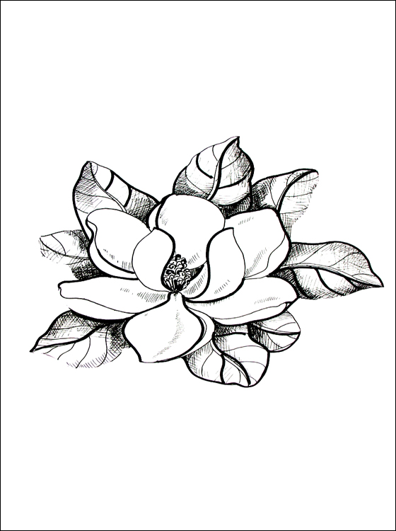 Magnolia Blossom coloring #7, Download drawings