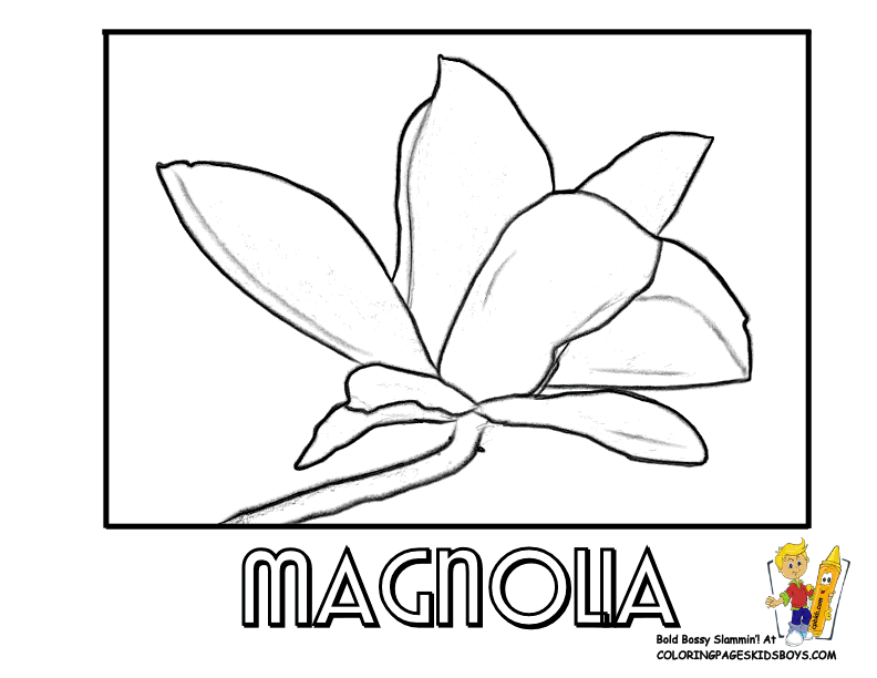 Magnolia Blossom coloring #6, Download drawings