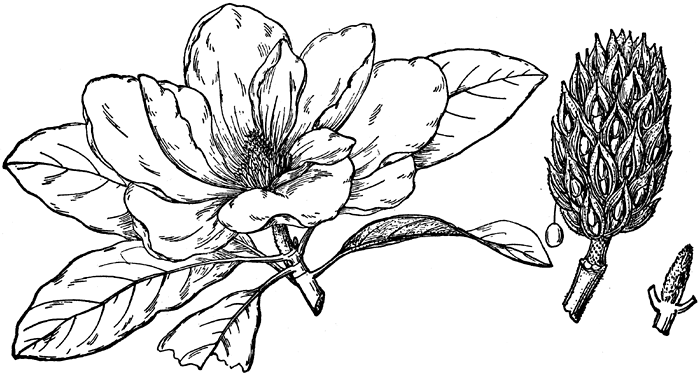 Magnolia clipart #4, Download drawings