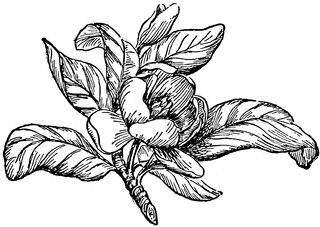 Magnolia clipart #6, Download drawings
