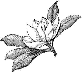 Magnolia clipart #17, Download drawings