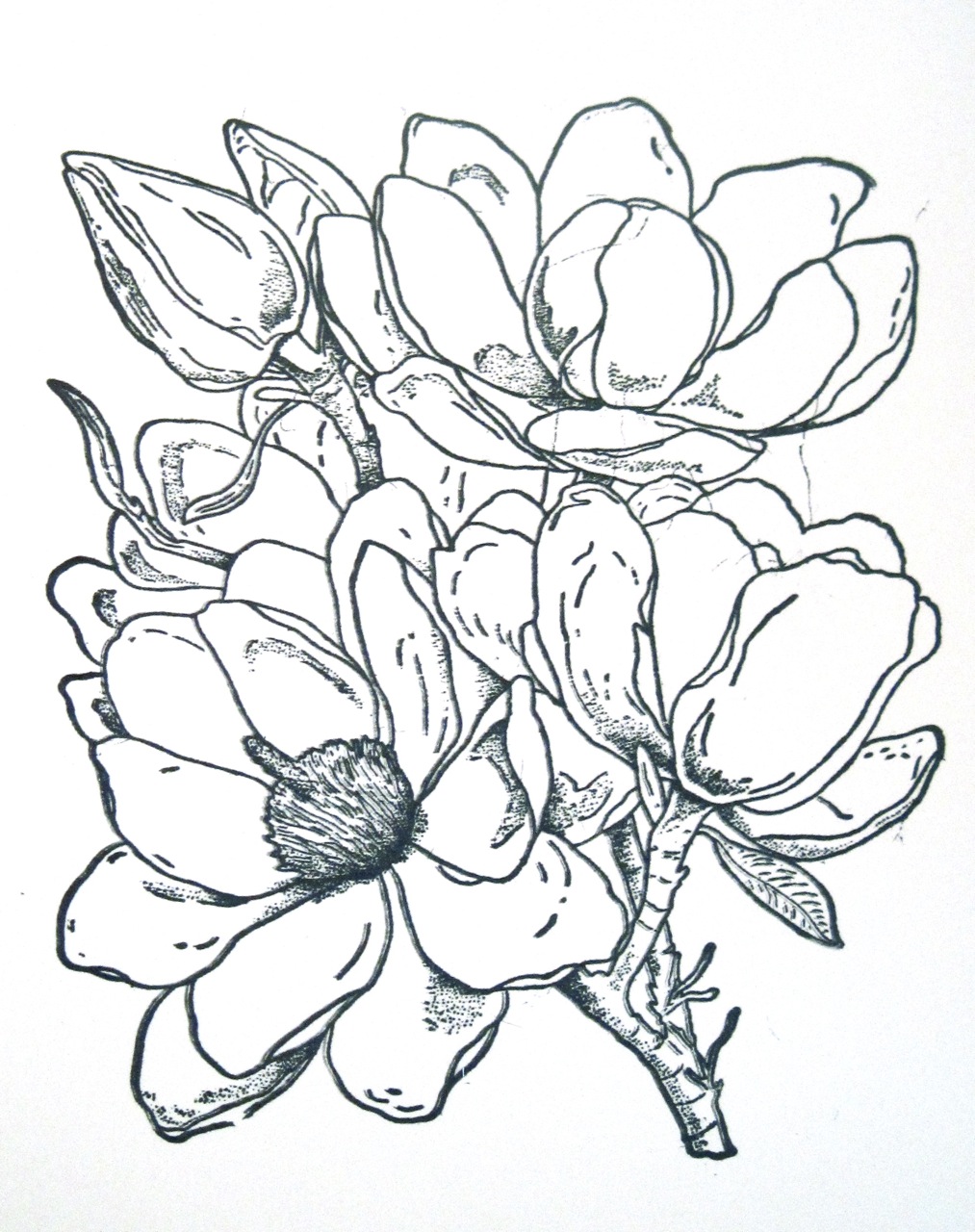 Magnolia coloring #10, Download drawings