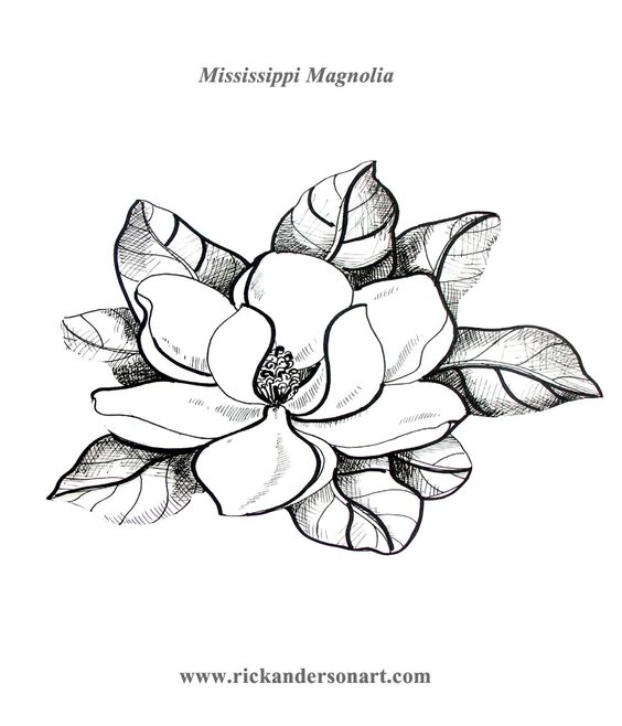 Magnolia coloring #9, Download drawings
