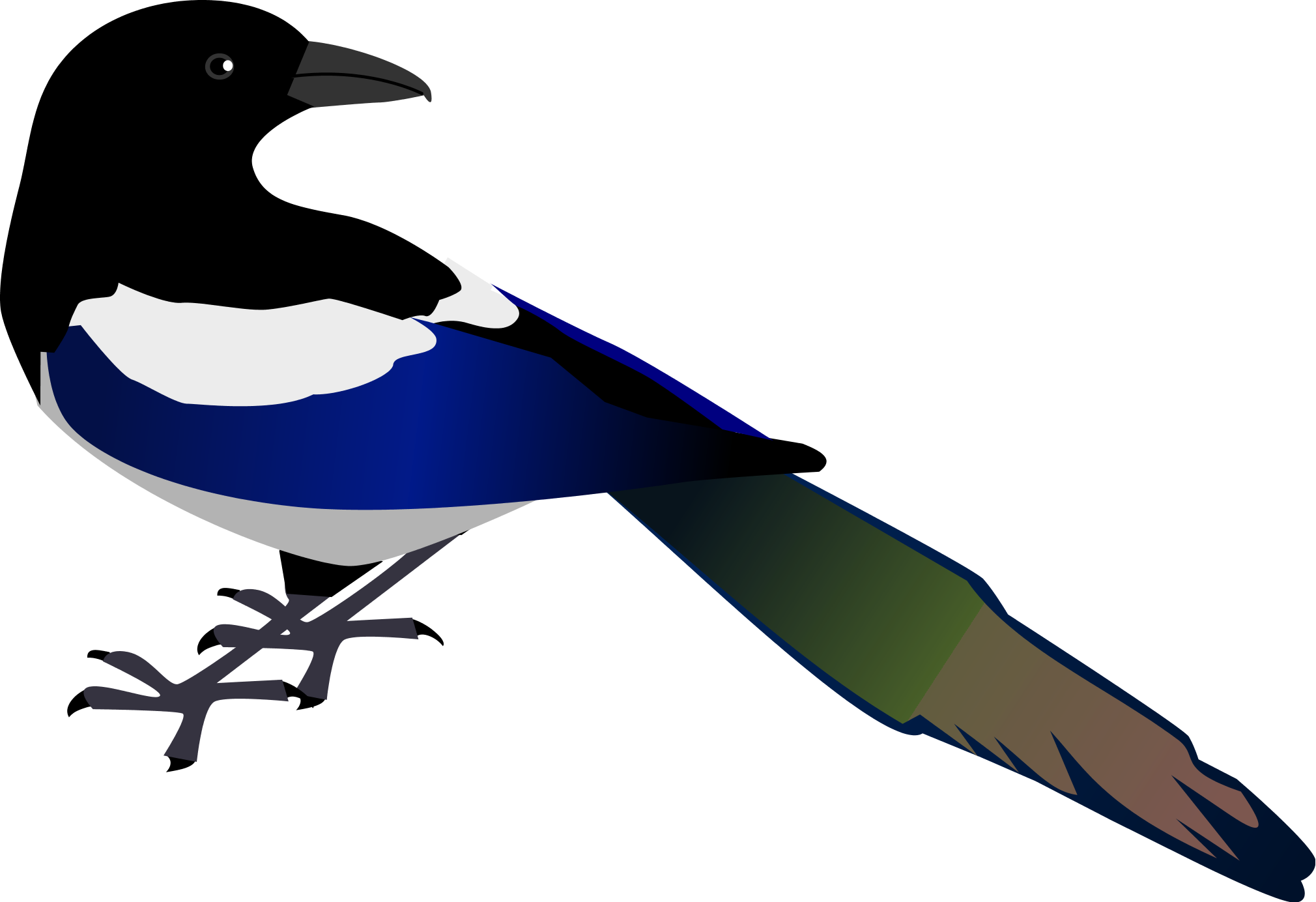 Magpie clipart #12, Download drawings