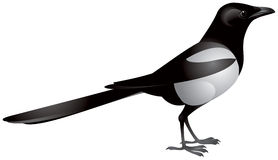 Magpie clipart #18, Download drawings