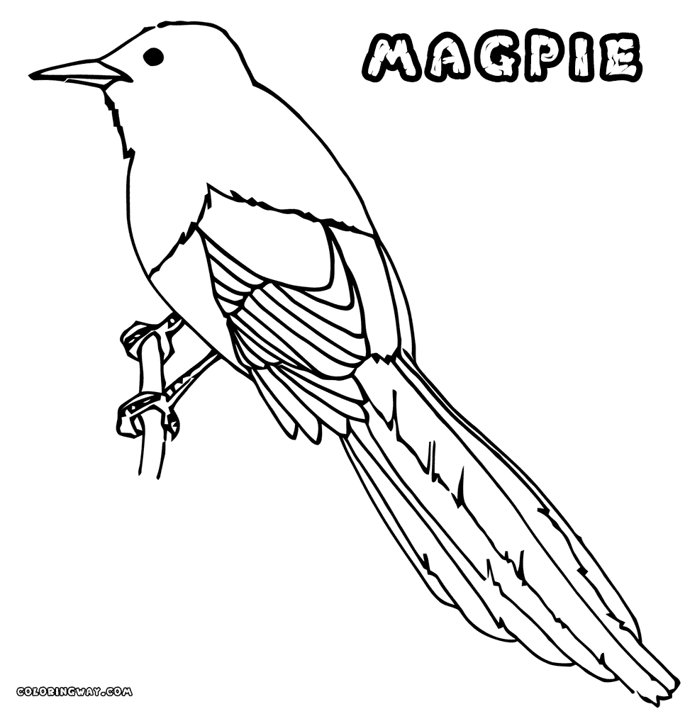 Magpie coloring #20, Download drawings