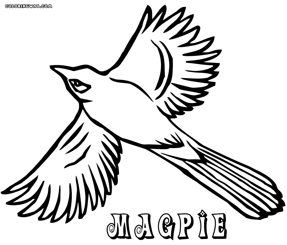 Magpie coloring #19, Download drawings
