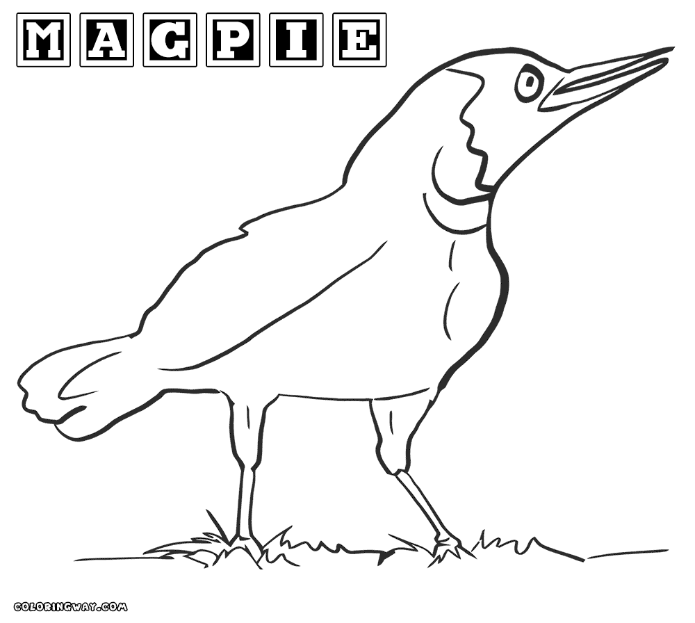 Magpie coloring #18, Download drawings