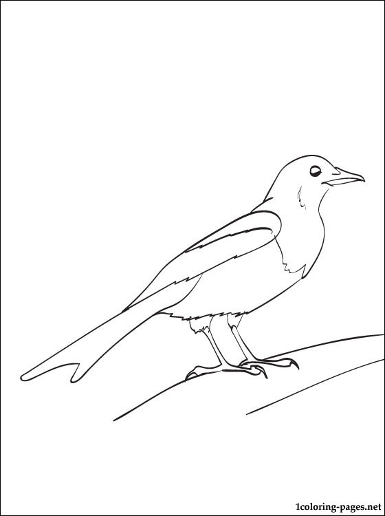 Magpie coloring #5, Download drawings