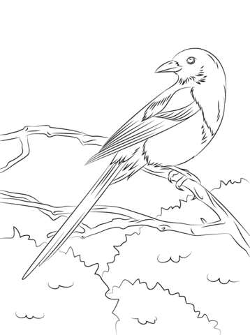 Magpie coloring #16, Download drawings